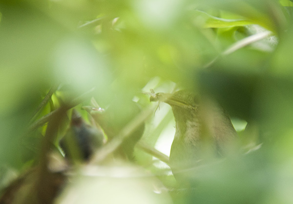 Nestling June 1