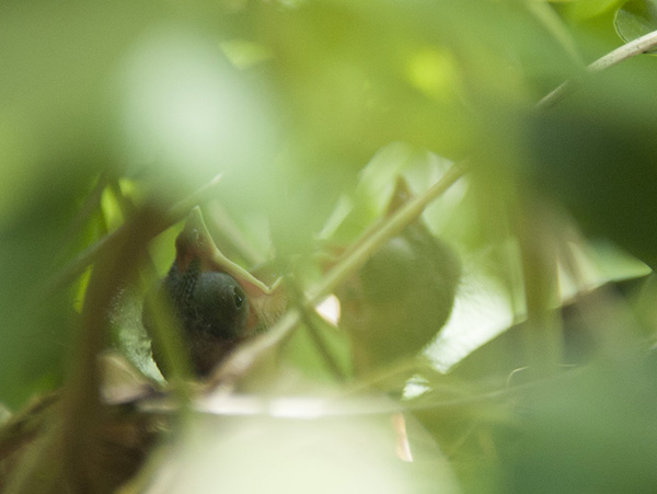 Nestling June 1