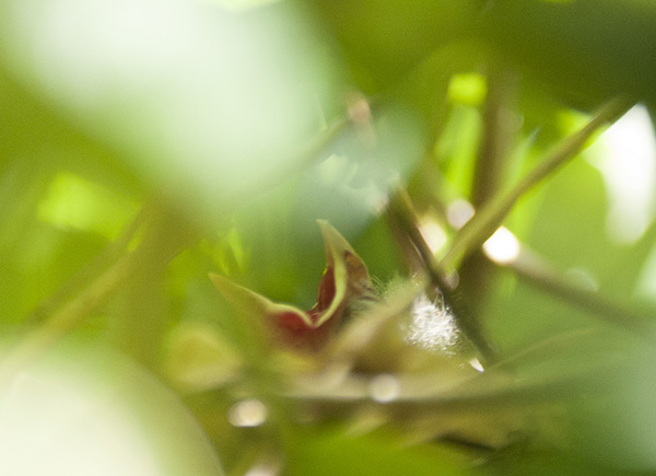 Nestling June 1