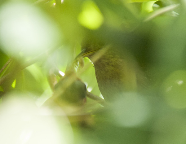 Nestling June 1