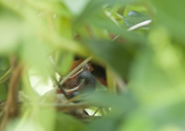Nestling May 31