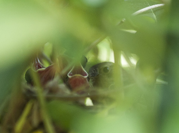Nestling May 31