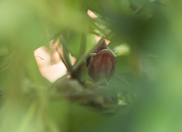 Nestling May 31