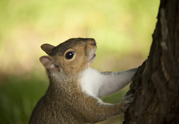 Squirrel June 11
