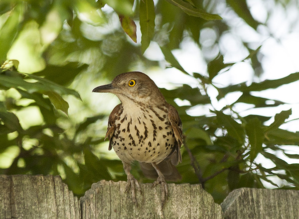 Thrush June 10