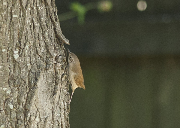 Wren May 30