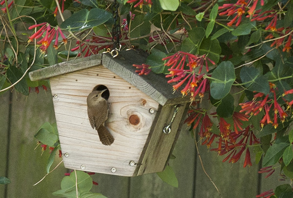 Wren May 4