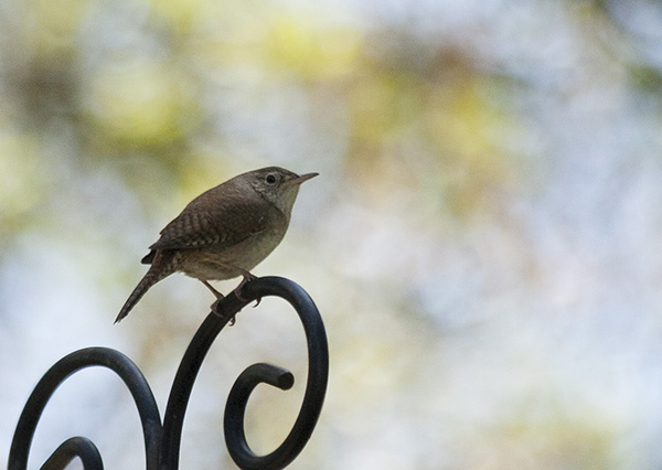 Wren May 4