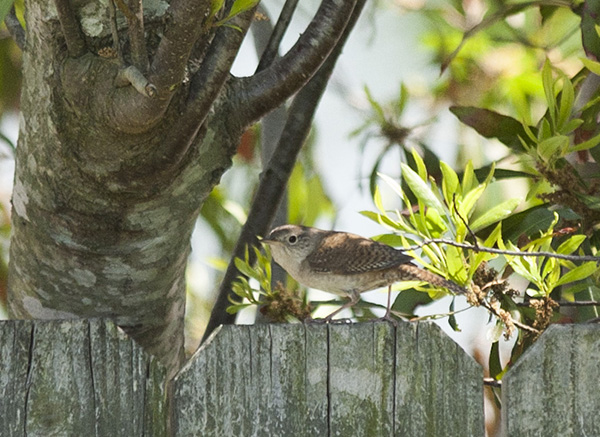 Wrens May 3
