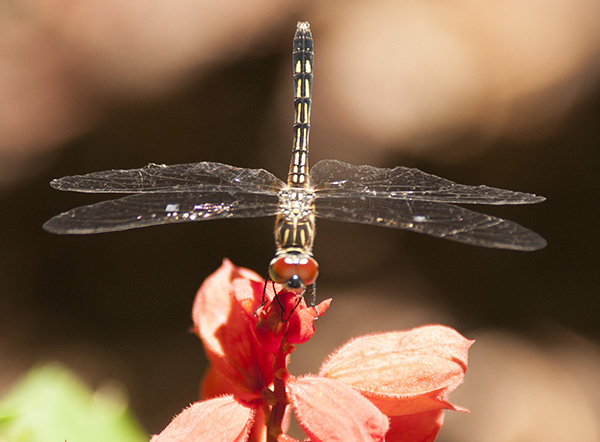 Dragonfly July 9