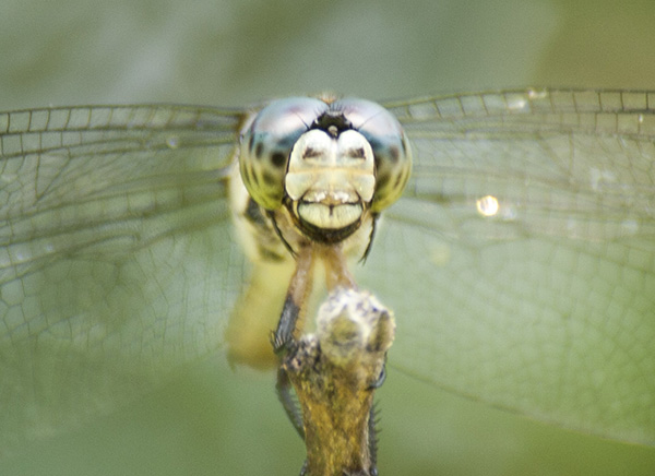 Dragonfly June 29