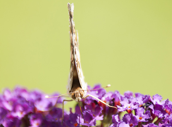 Painted Lady July 9