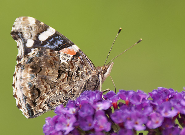 Red Admiral July 12