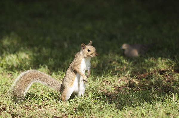 Squirrel June 29