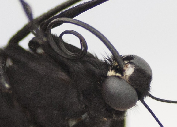 Butterfly 2 August 26