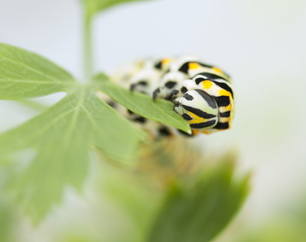 Caterpillar August 20