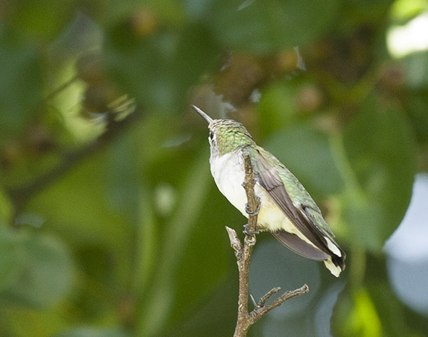 Hummingbird August 23