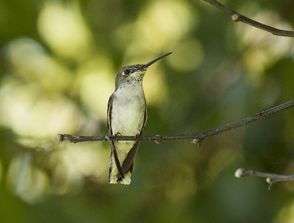 Hummingbird August 23