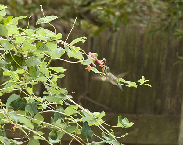 Hummingbird August 23
