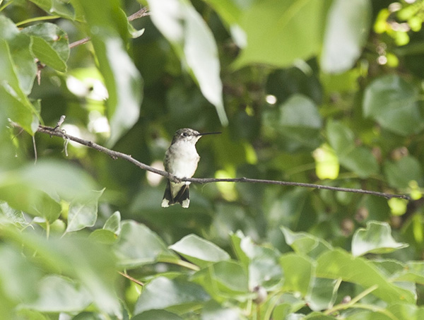 Hummingbird August 23
