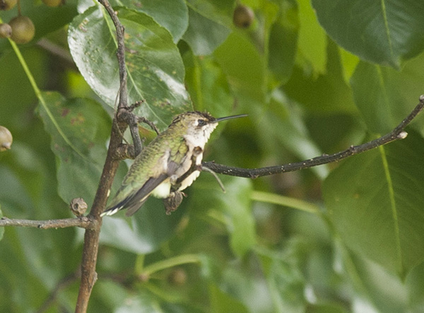 Hummingbird August 23