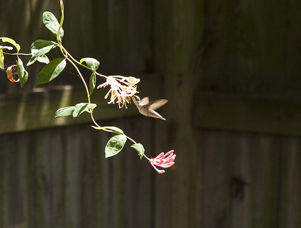 Hummingbird August 23