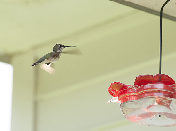 Hummingbird August 23