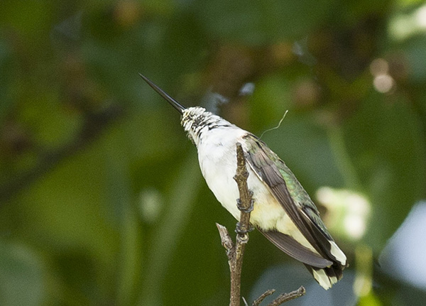 Hummingbird August 23