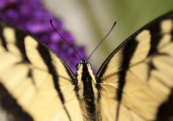 Swallowtail July 17