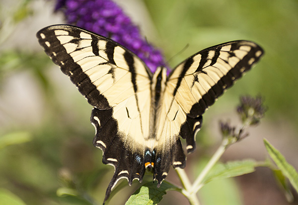 Swallowtail July 17