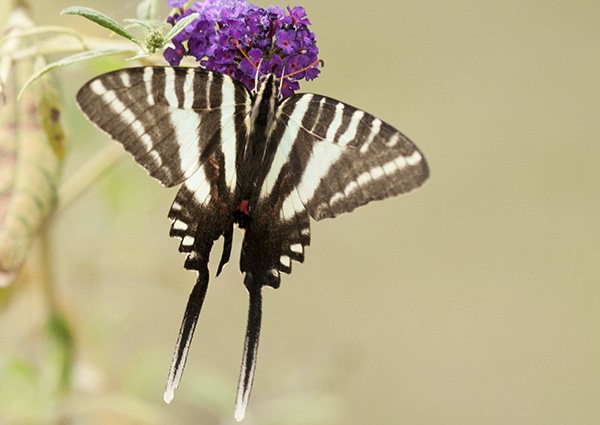 Zebra Swallowtail August 30