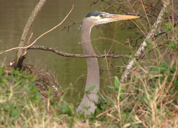 Heron Jan 3