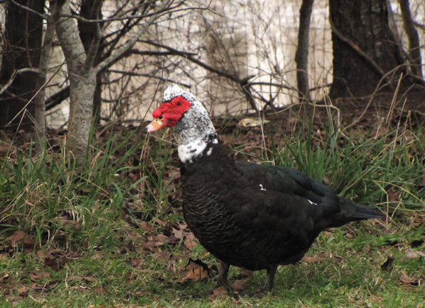 Muscovy Jan 3