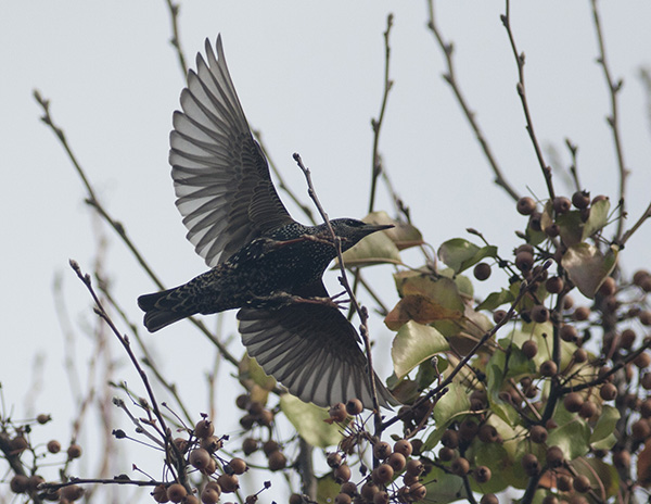 Starling Dec 24