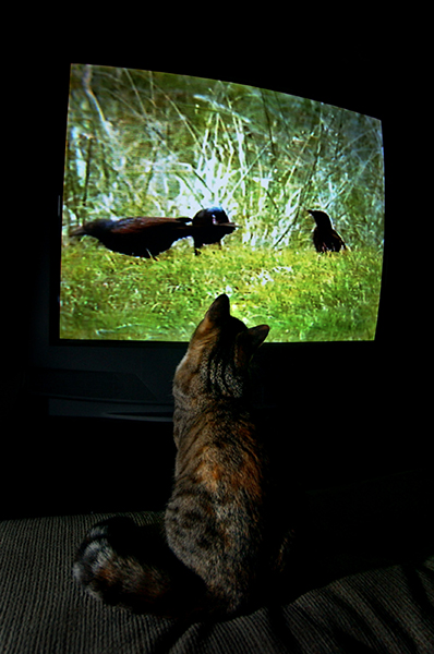 CAT TV 3