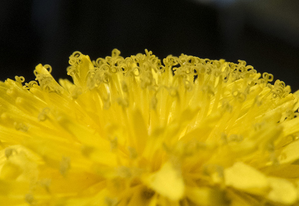 Dandelion March 8