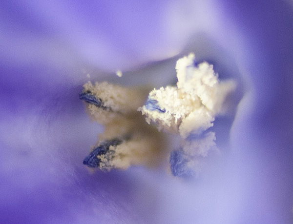 Hyacinth March 10