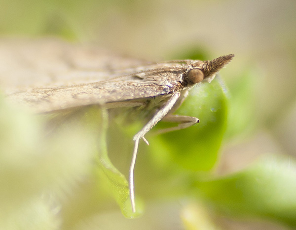 Moth March 10