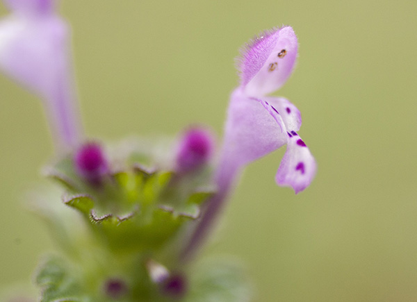 Purple Weed March 11