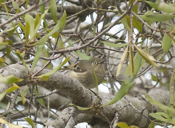 Ruby crowned Kinglet March 13