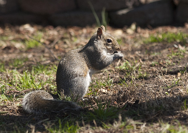 Squirrel March 9