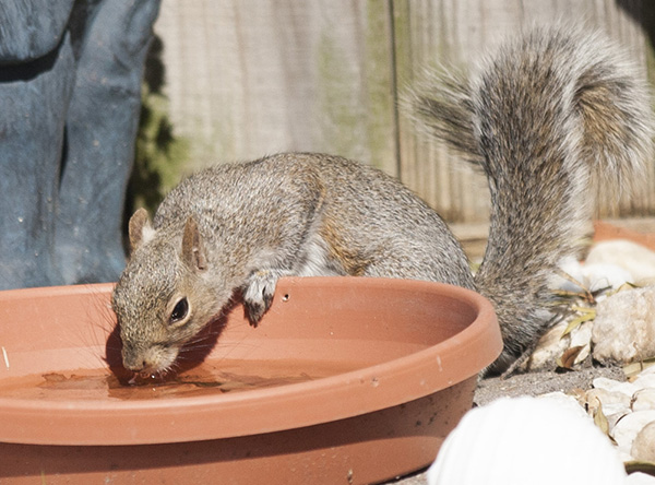 Squirrel March 9