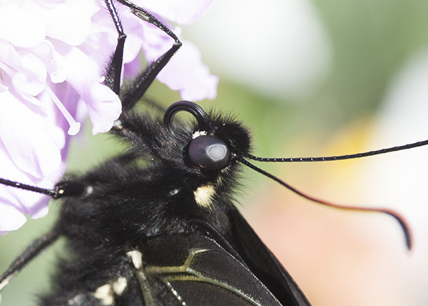 Swallowtail March 15