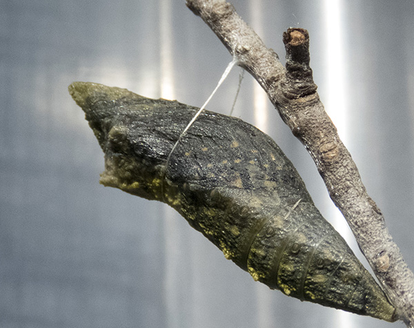 Swallowtail March 24