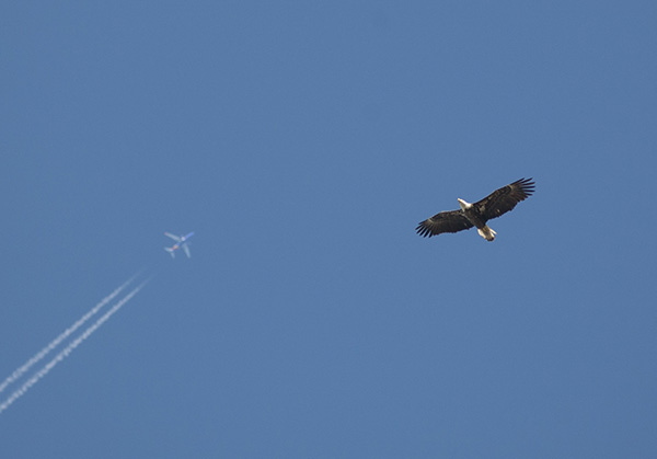 Eagle April 20