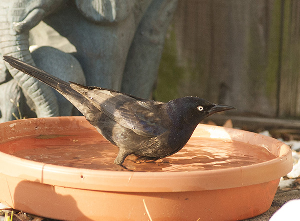 Grackle April 19