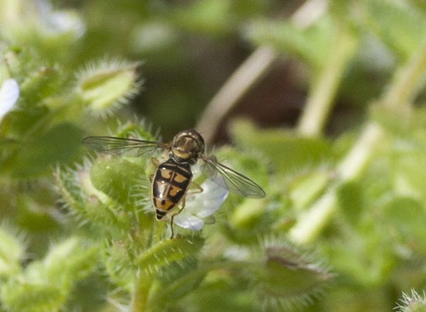 Hoverfly March 15
