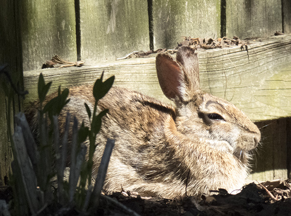 Rabbit April 16