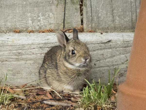 Rabbit Baby April 28