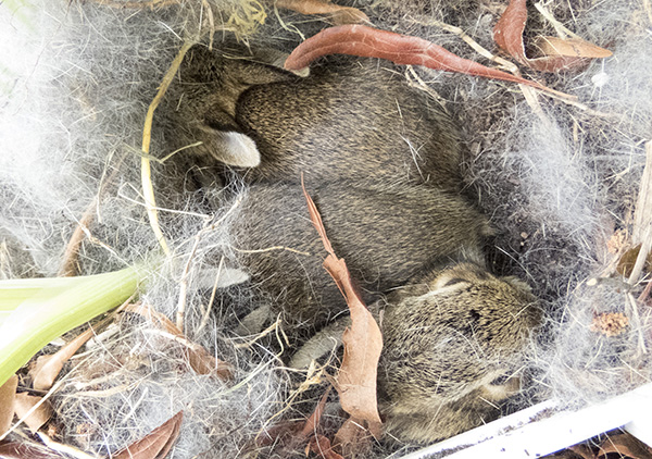 Rabbit Nest April 25